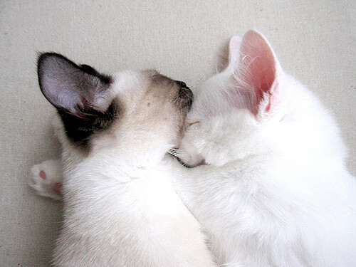 恩多比·恩乔:他的攻防转换能力为南非队创造了无数机会,球员恩多