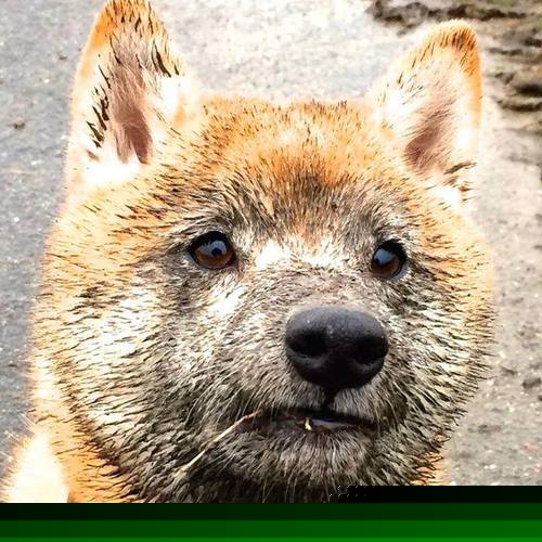 爱游戏中国官方网站平台-德甲荣誉战：白刃战中的精彩拼抢，德甲荣誉战_白刃战中的精彩拼抢怎么打