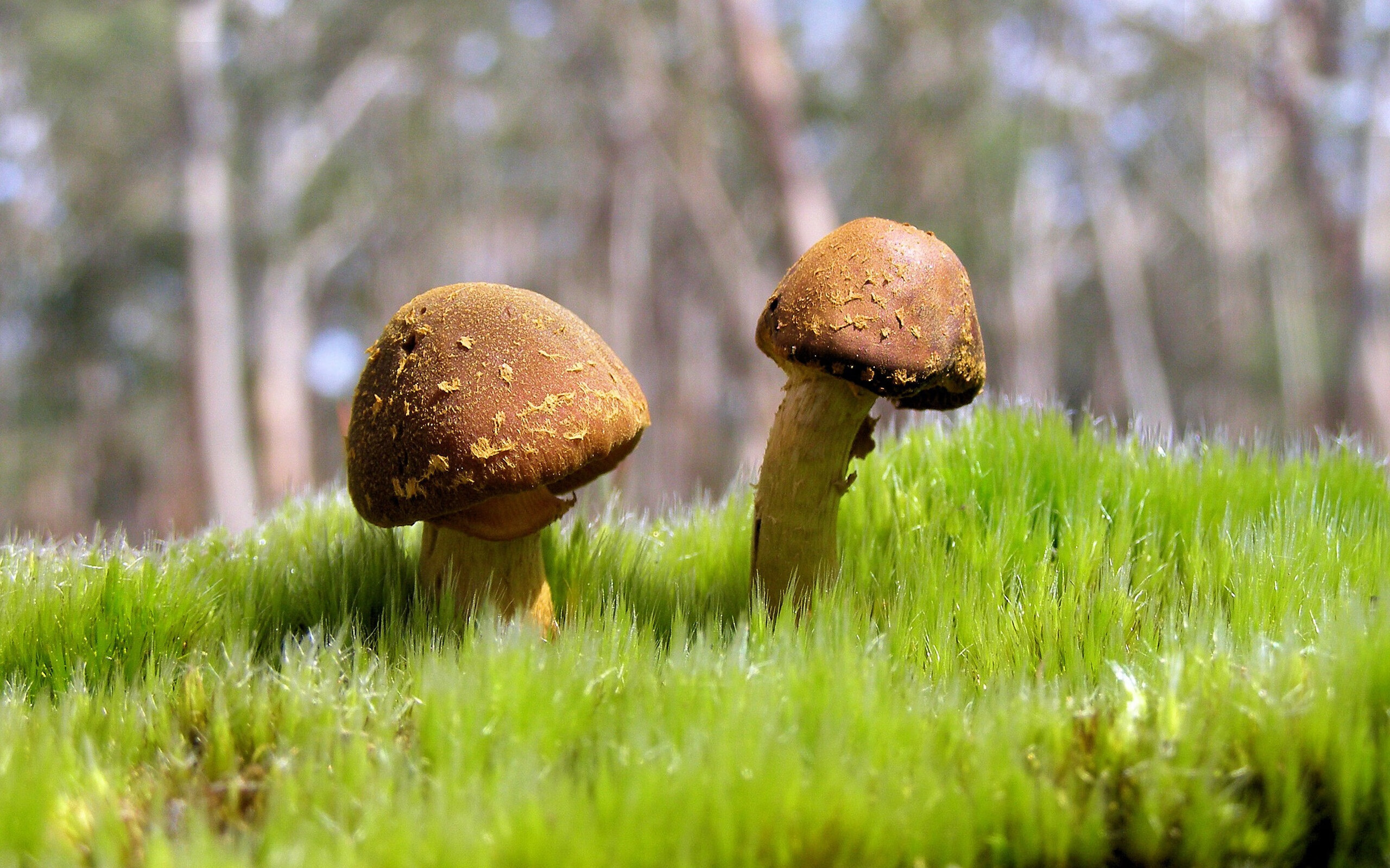 爱游戏体育（AYX）官方APP下载-达米恩·麦肯齐：凭借犀利的突破和细腻的传球，他不断为全黑队创造得分机会