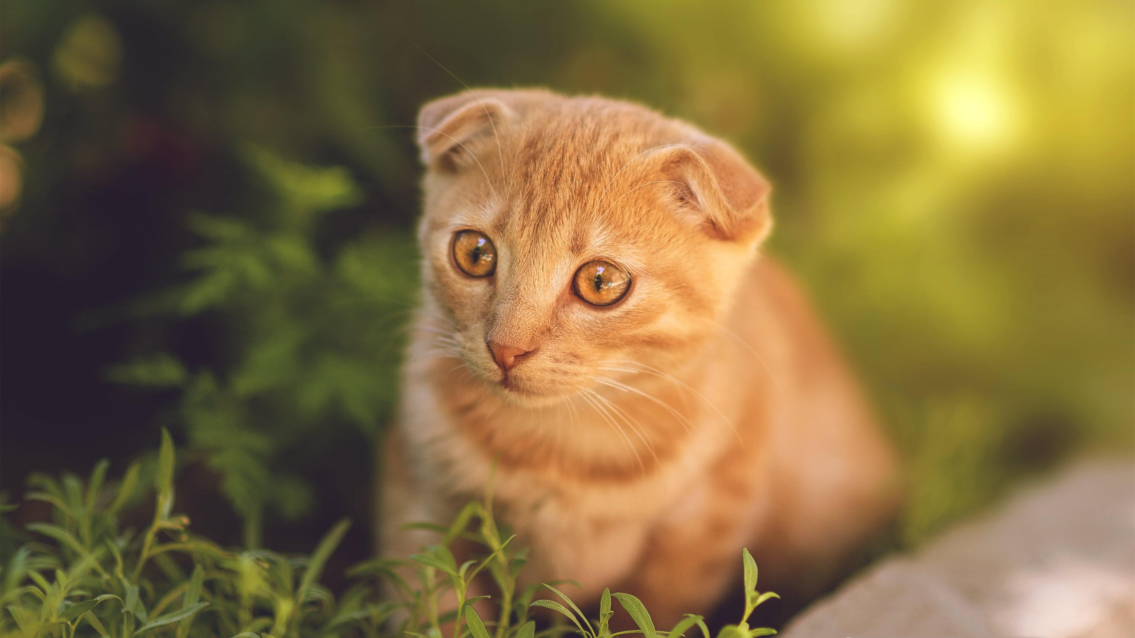 青少年足球教练员认证体系不断完善,提升行业标准,青少年足球教练的重要性